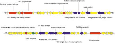 Complete Genome of the Xanthomonas euvesicatoria Specific Bacteriophage KΦ1, Its Survival and Potential in Control of Pepper Bacterial Spot